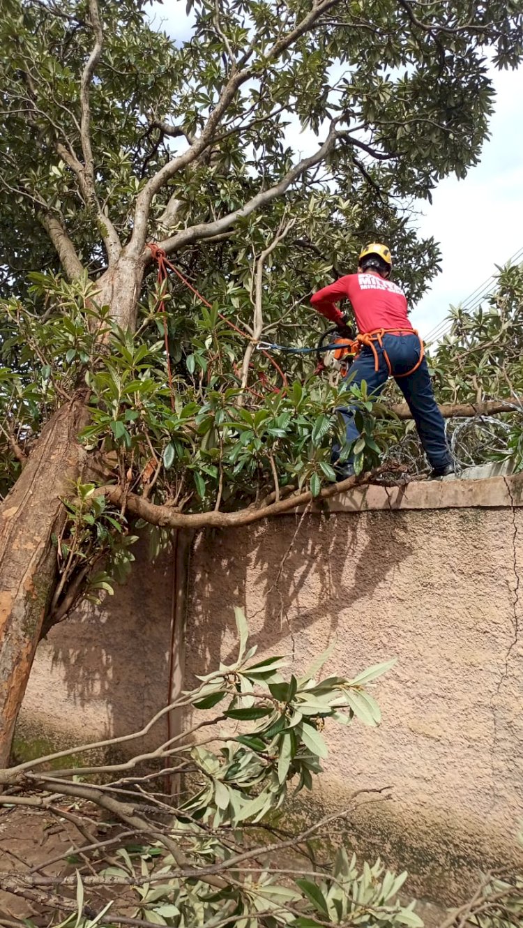 Bombeiros de Ituiutaba realizam corte de árvore caída sobre muro de escola