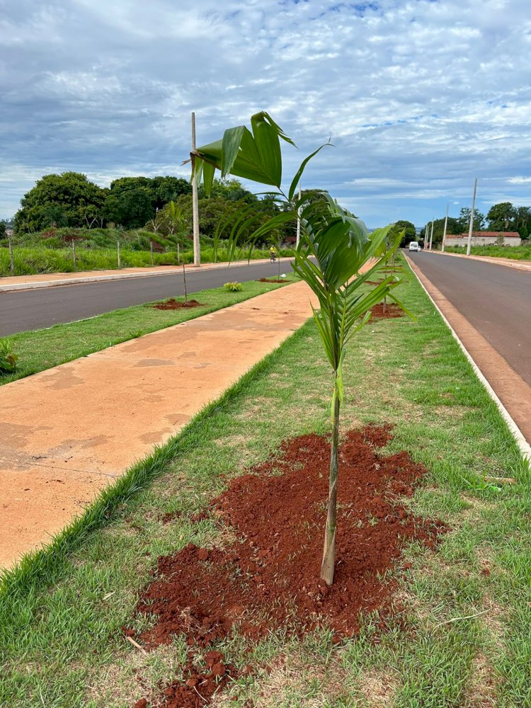 Prefeitura de Ituiutaba inicia plantio de 150 Palmeiras em avenida entre os Bairros Sol Nascente e Cidade Jardim