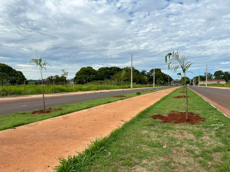 Prefeitura de Ituiutaba inicia plantio de 150 Palmeiras em avenida entre os Bairros Sol Nascente e Cidade Jardim