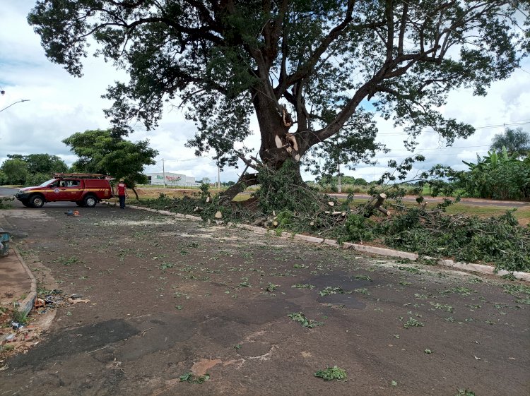 Bombeiros removem árvore caída em via pública em Ituiutaba